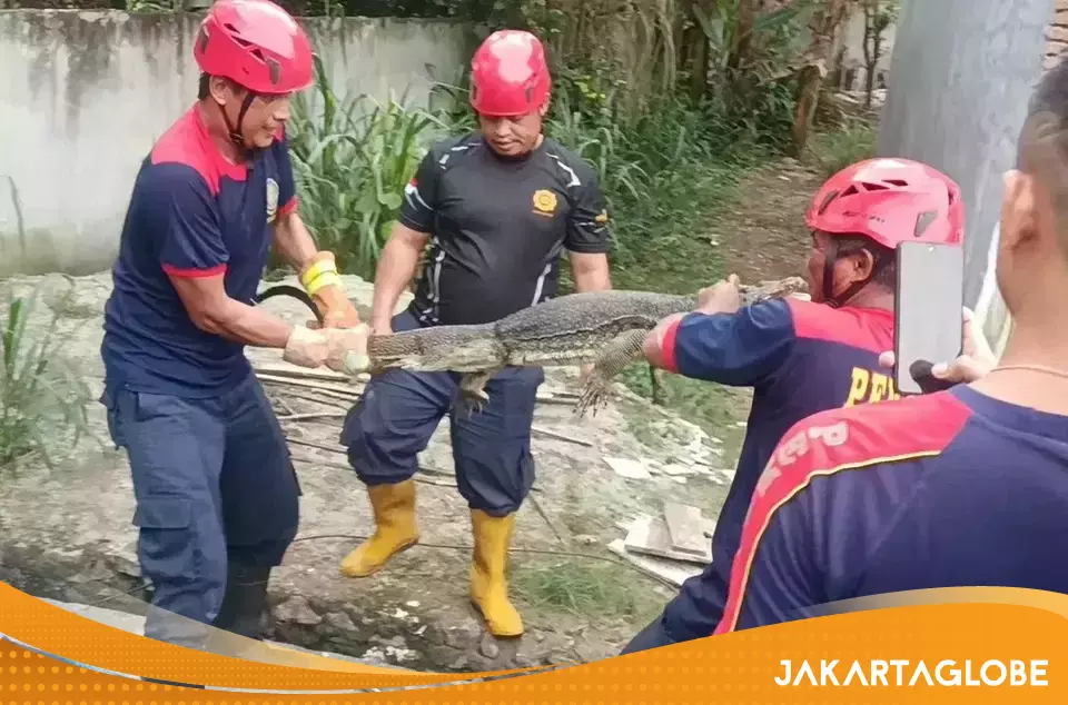 Giant Monitor Lizard Sparks Panic, Caught by Firefighters in Indonesia